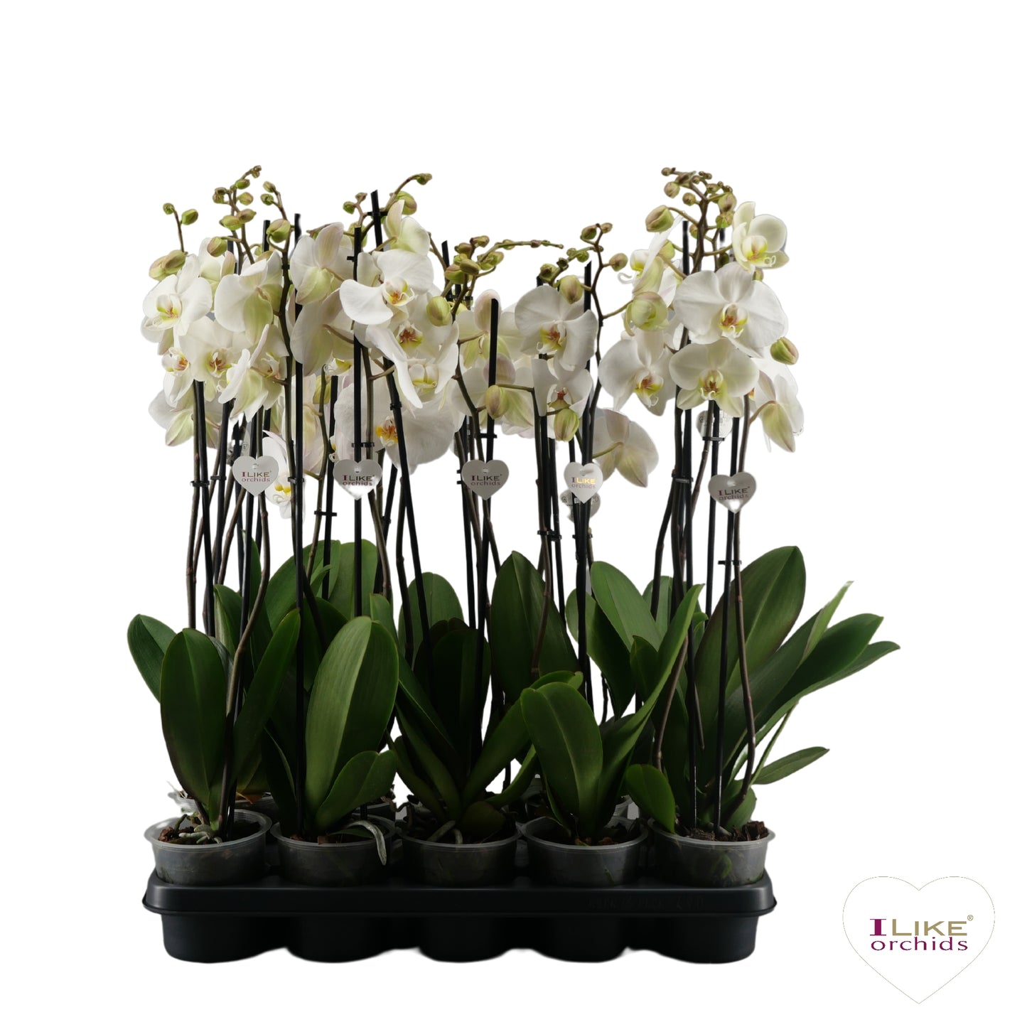 Phalaenopsis white 60cm 12cm Pot