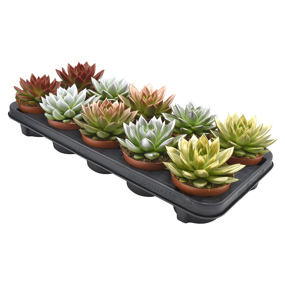 Echeveria colored mix 13cm 10.5cm Pot
