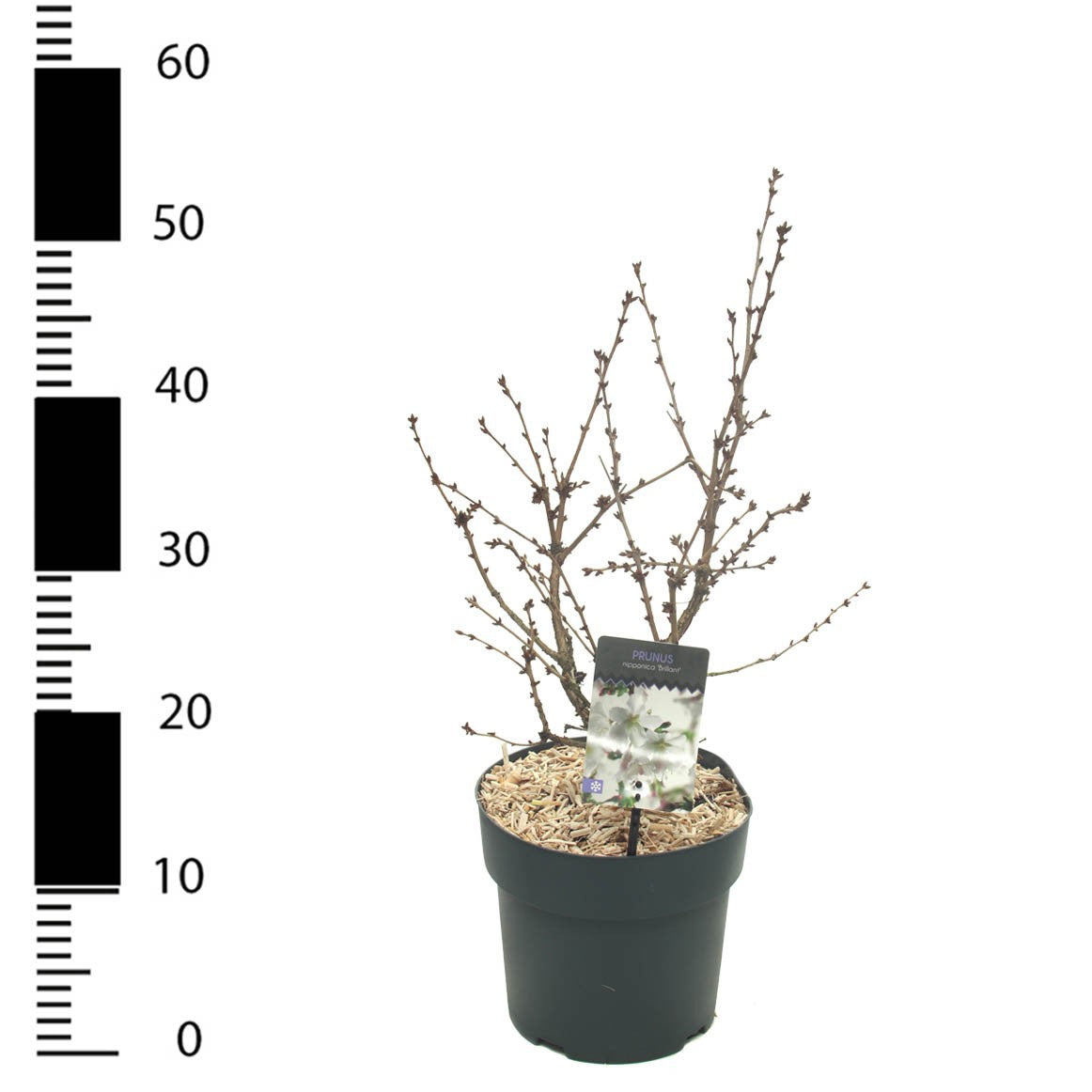 Snepvangers Tuinplanten Prunus incisa Pack of 3
