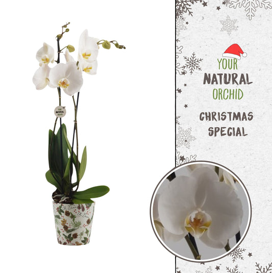 Phalaenopsis Nottingham 65cm 12cm Pot