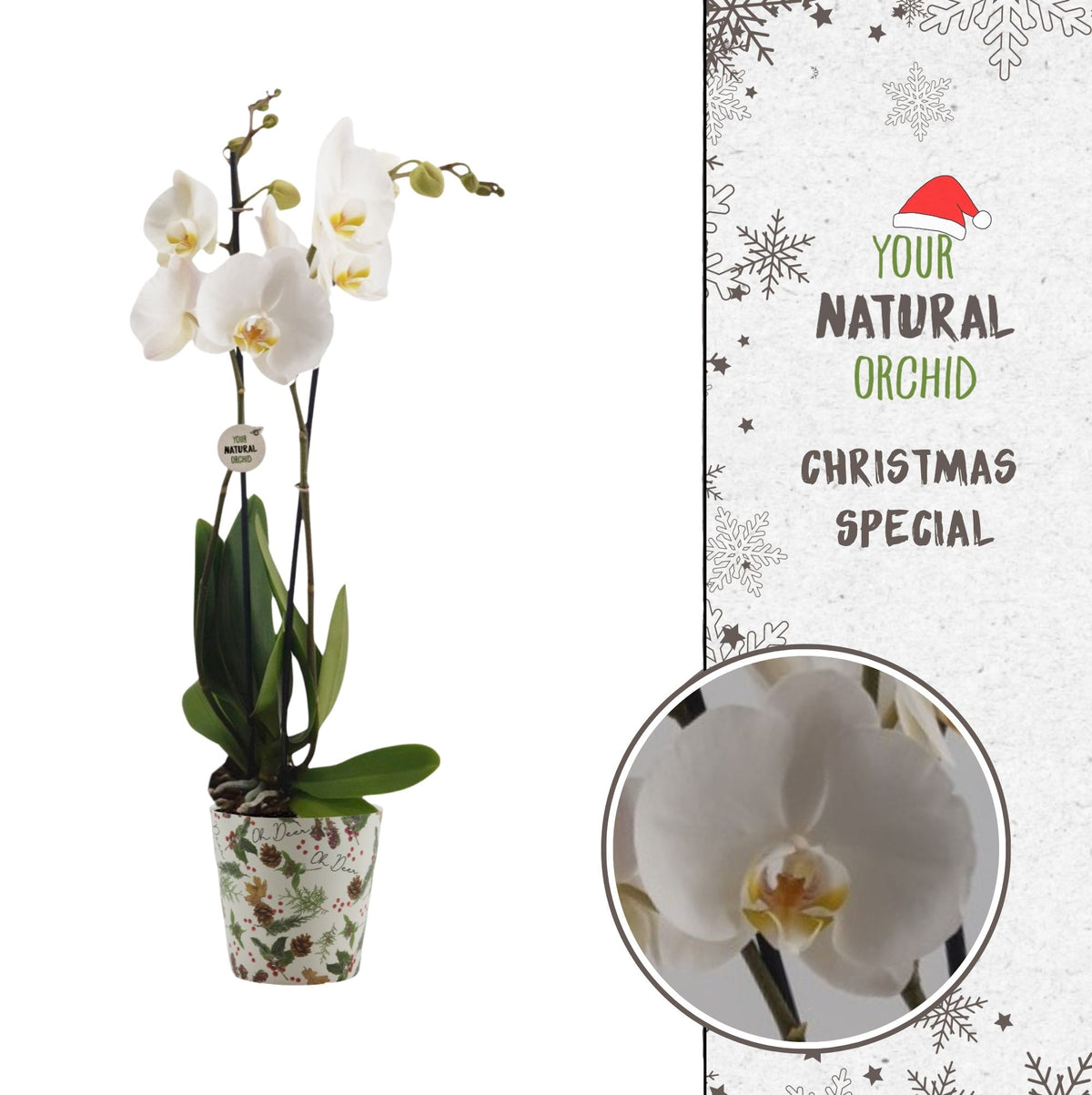 Phalaenopsis Nottingham 65cm 12cm Pot