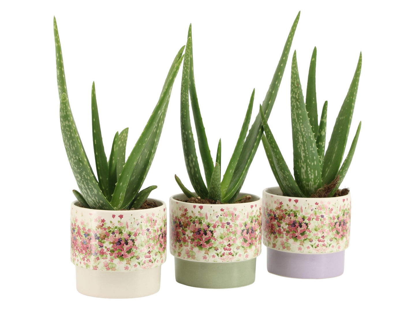 Aloe vera 35cm 510cm Pot
