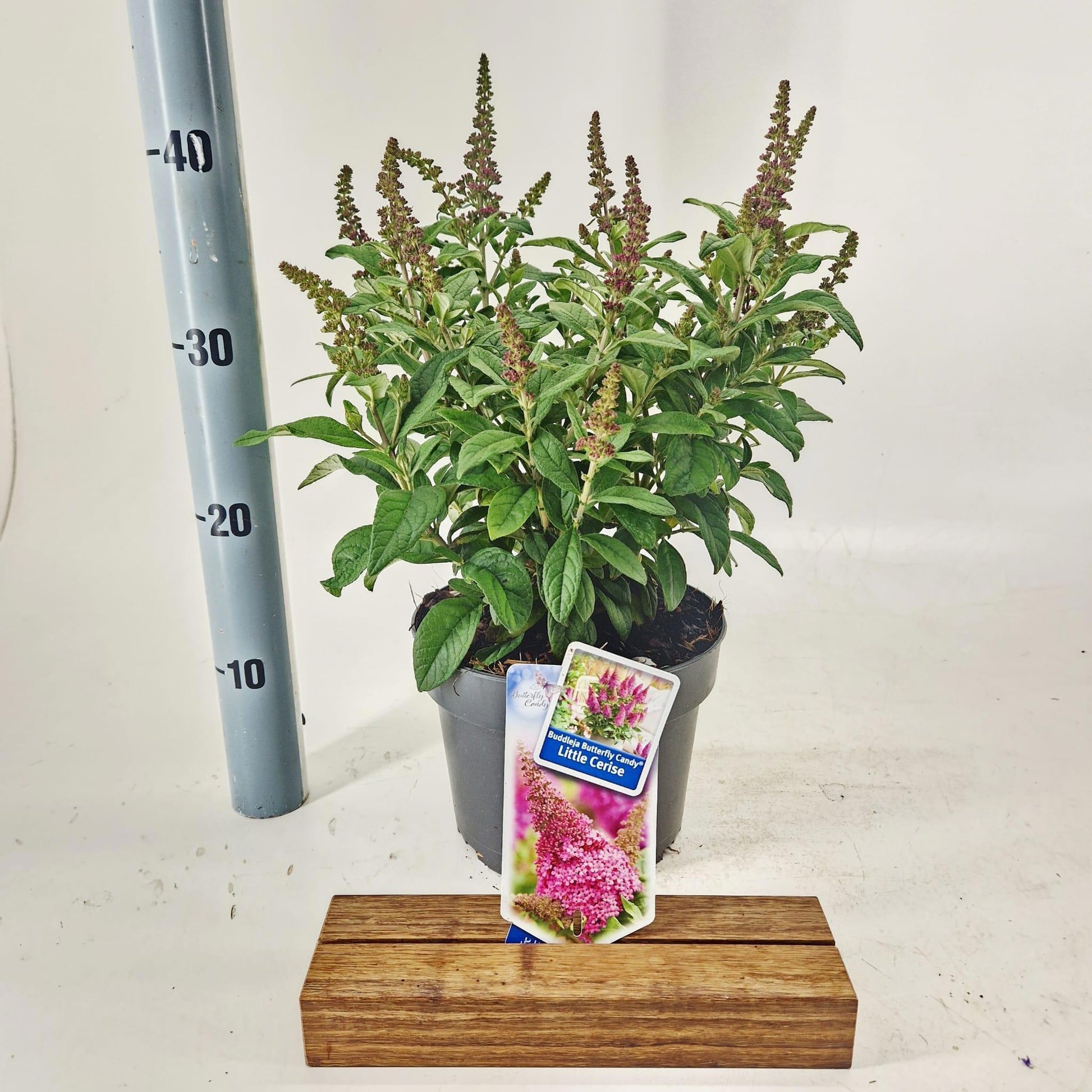Buddleja Butterfly Candy mix 40cm 19cm Pot