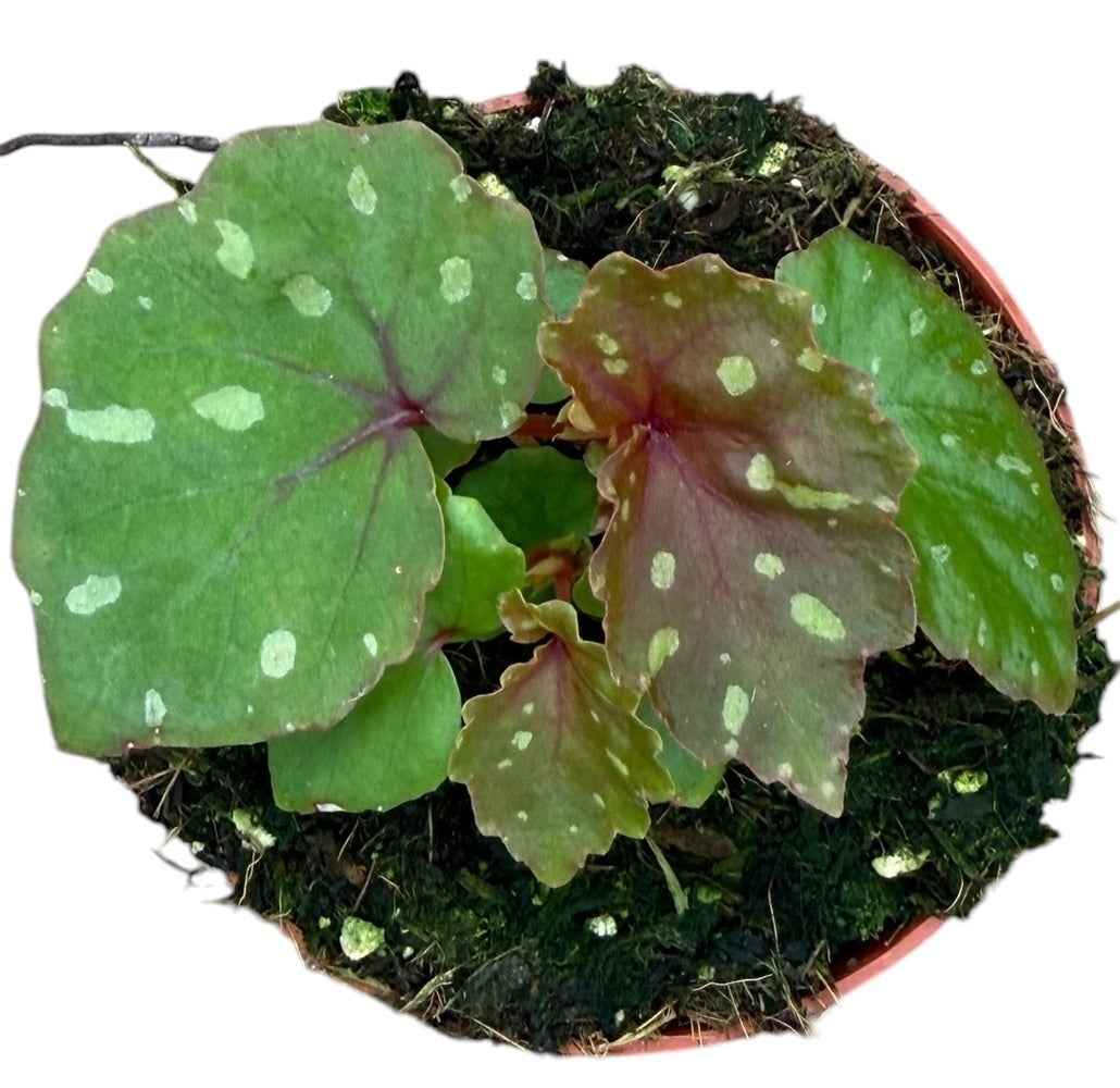 Begonia Cottage Bright Red 12cm 8cm Pot