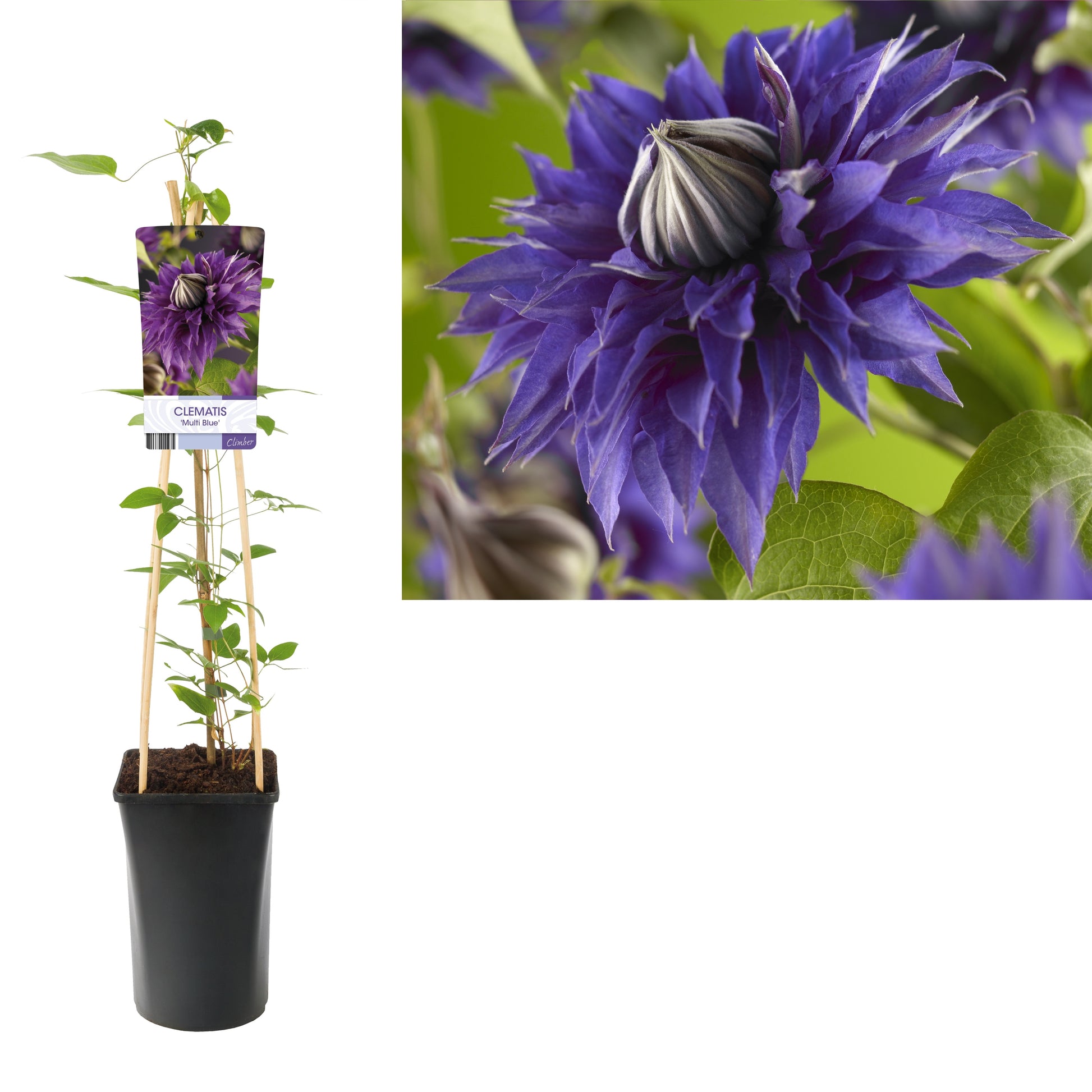 Clematis Multi Blue 75cm 17cm Pot