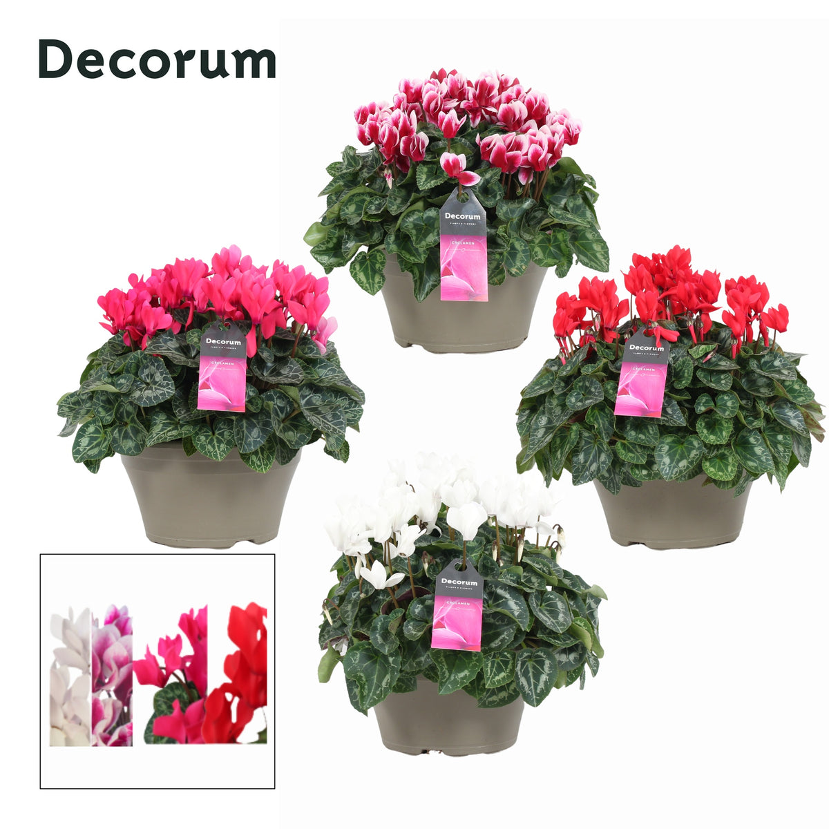 Cyclamen Lovely Moments 30cm 22cm Pot