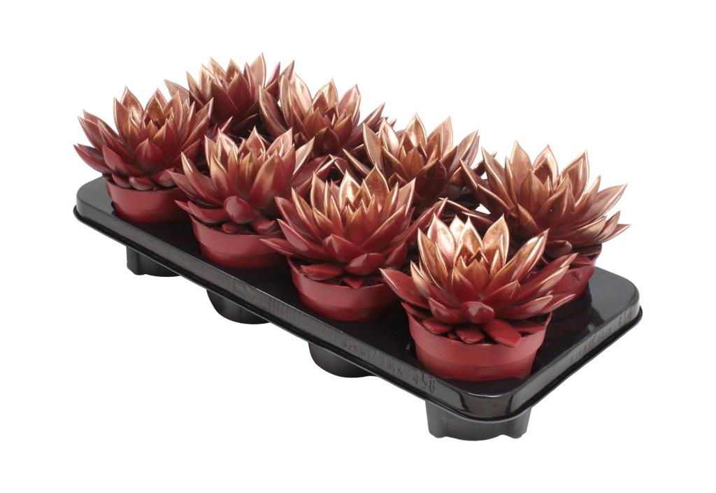 Echeveria Miranda 15cm 12cm Pot
