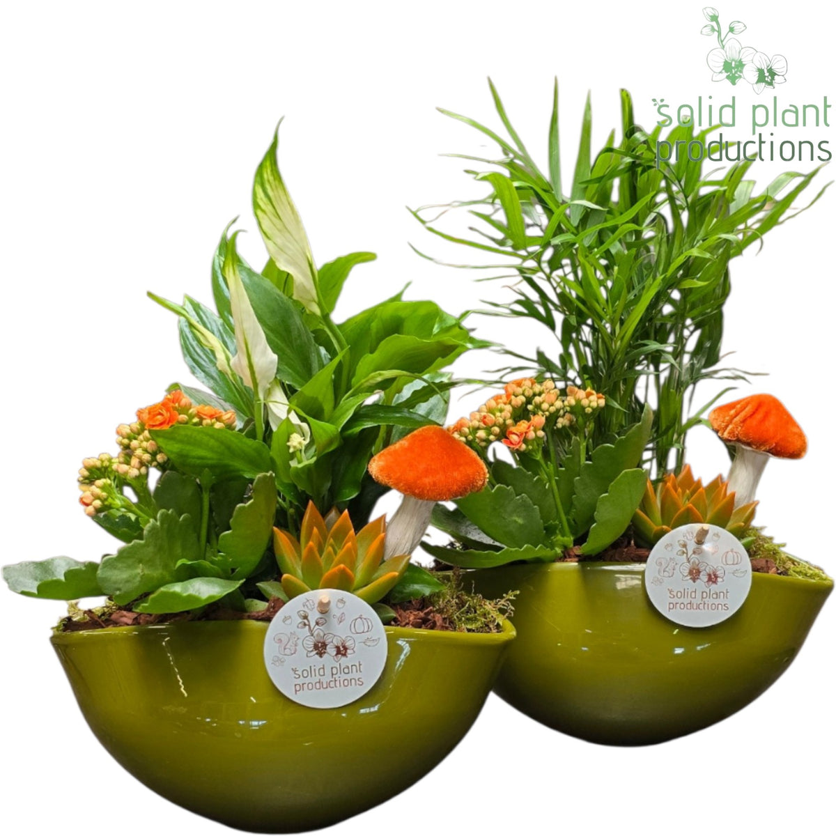 SCE005 Evelyn Green Orange Echeveria Mix 35cm 22cm Pot