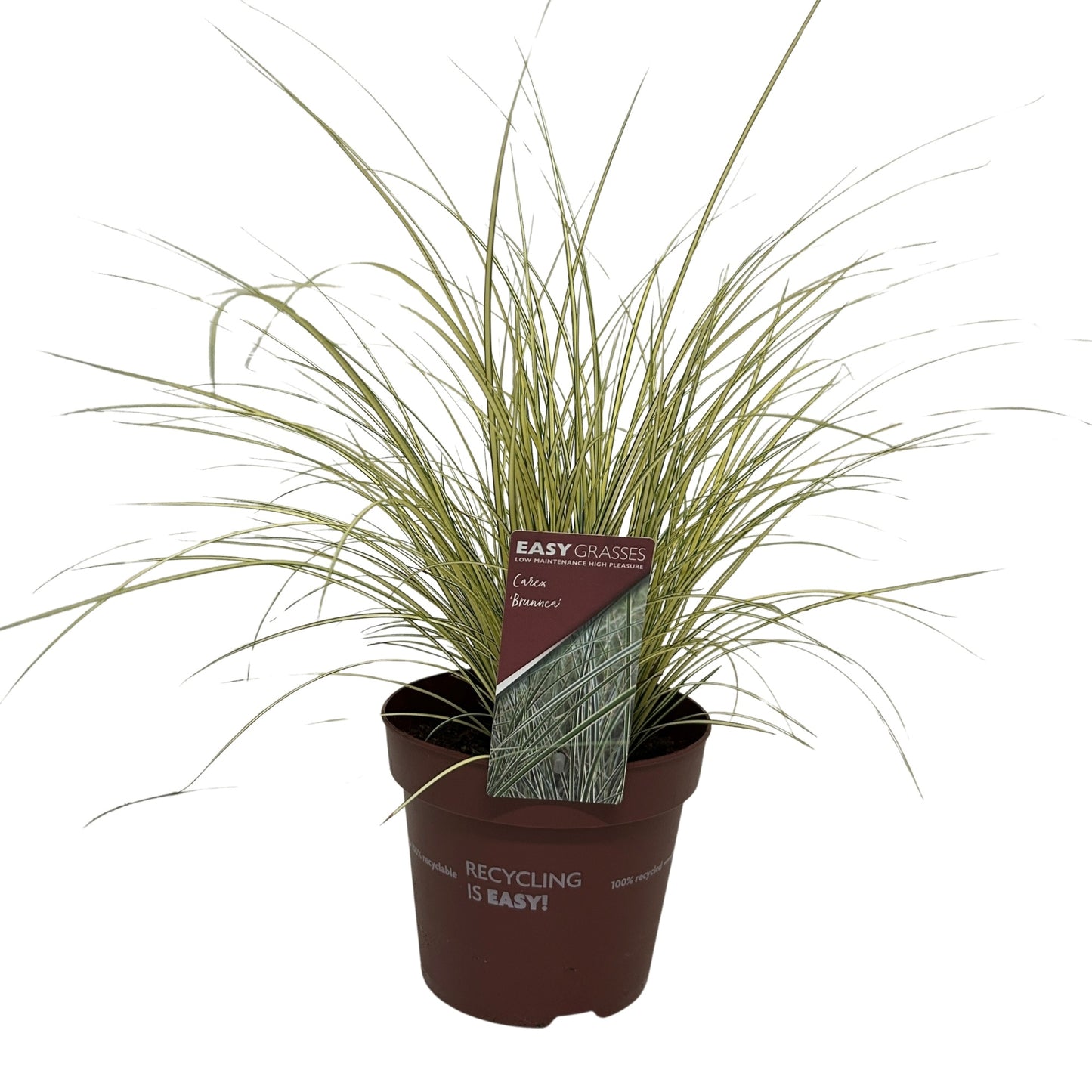 Carex brunnea 40cm 17cm Pot