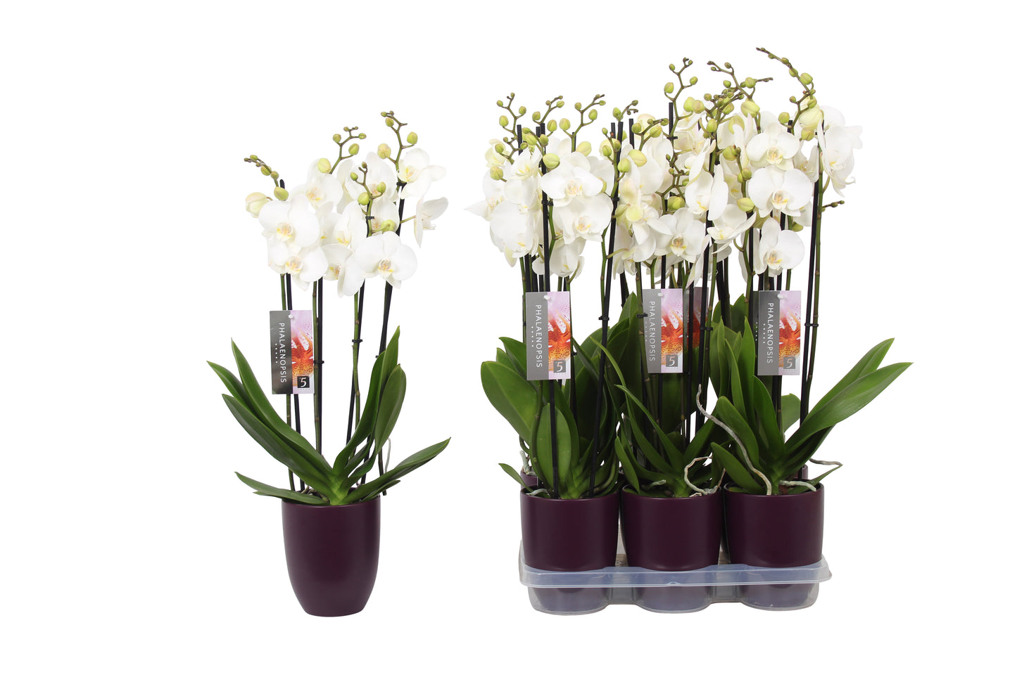 Phalaenopsis white (+ drp.ceramic) 60cm 12cm Pot