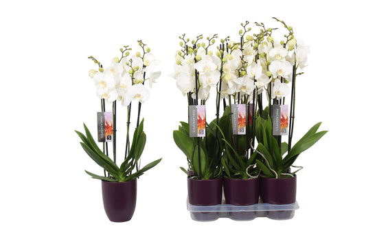 Phalaenopsis white 60cm 12cm Pot