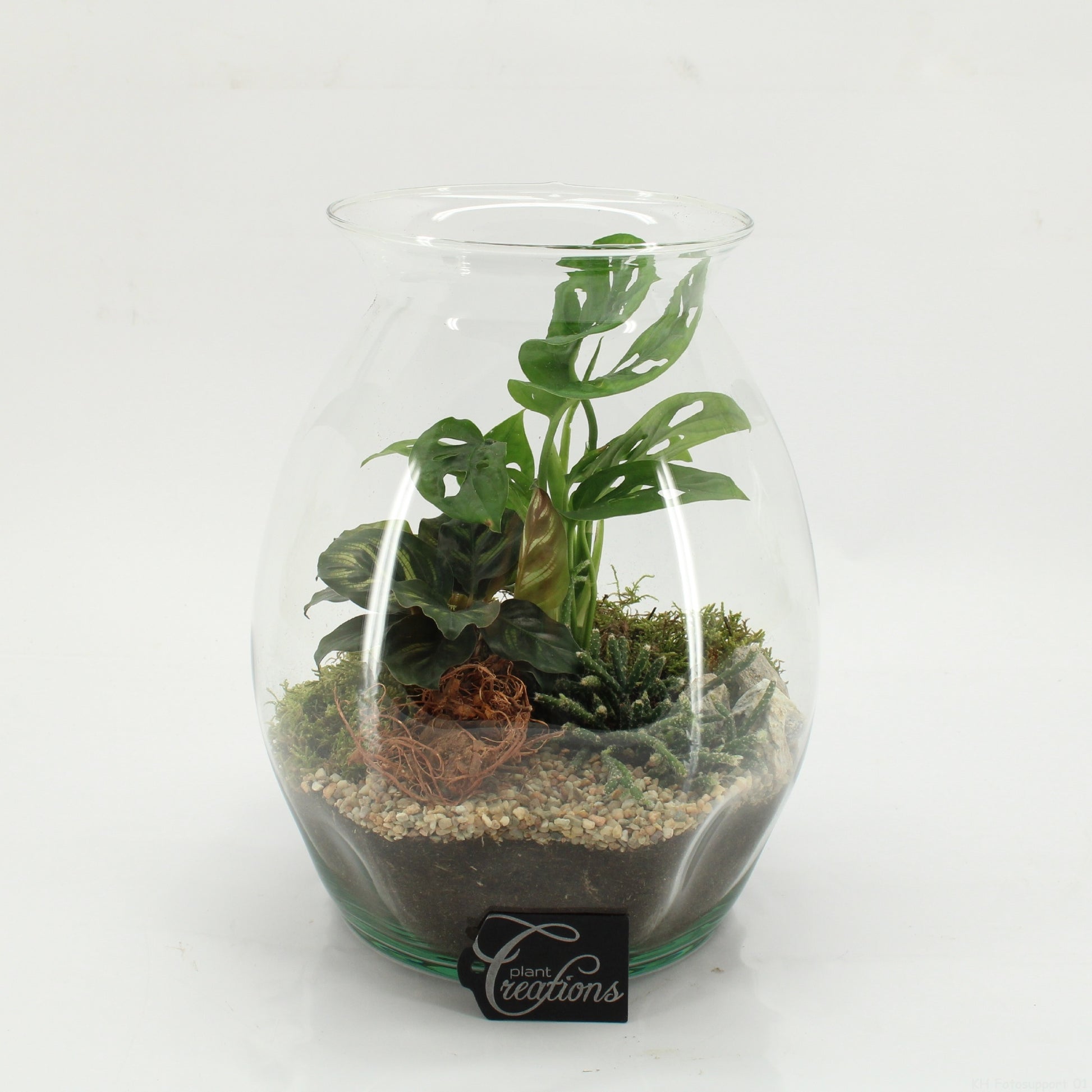 Indoor green arrangement 26cm 22cm Pot