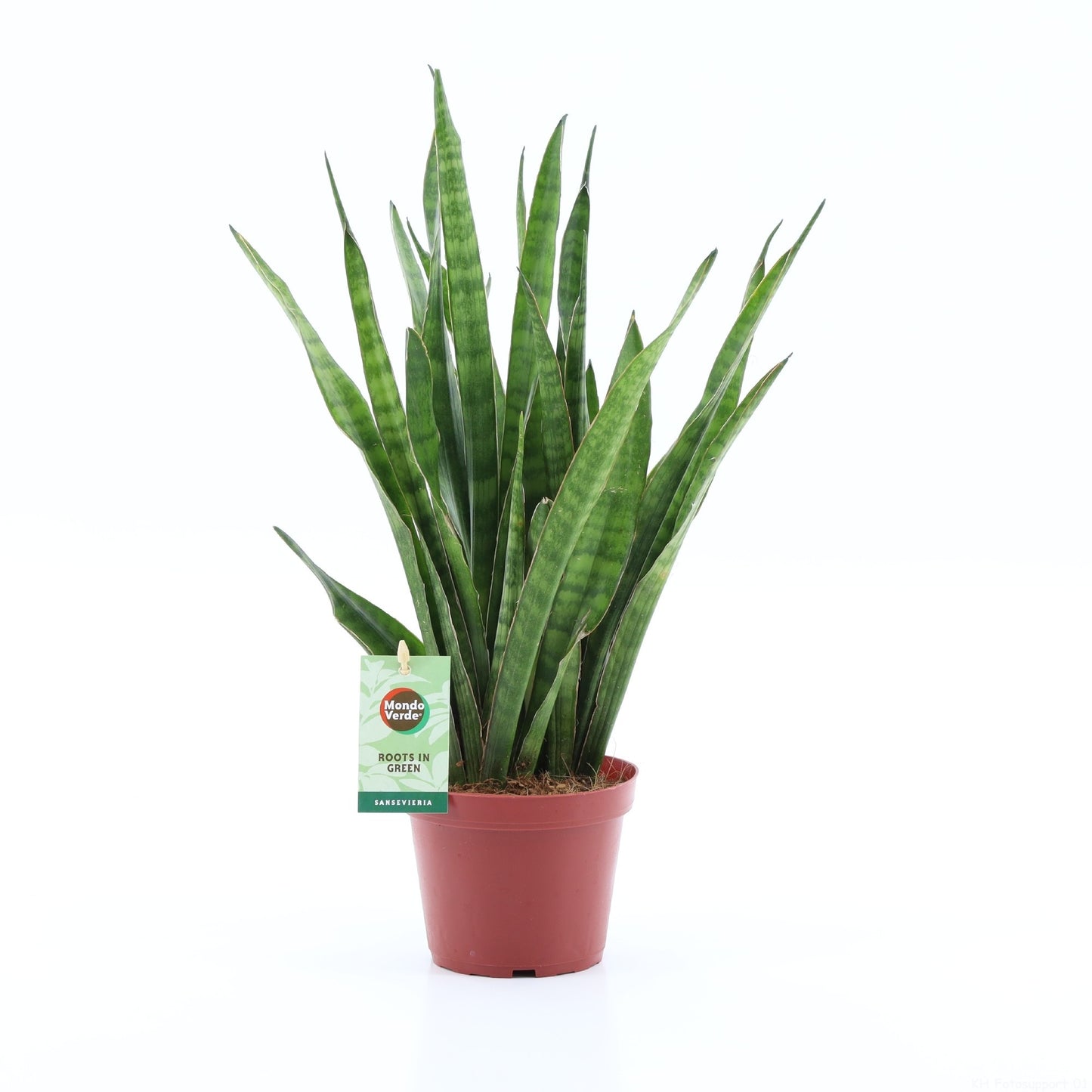 Sansevieria kirkii 35cm 12cm Pot