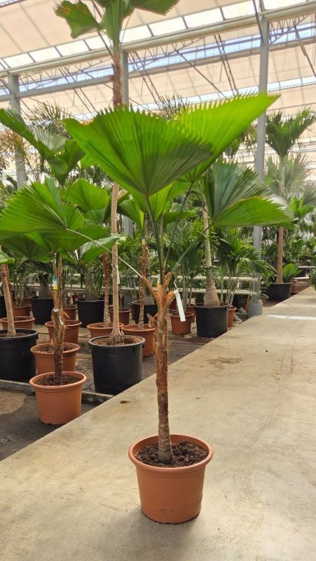 Licuala grandis 220cm 55cm Pot