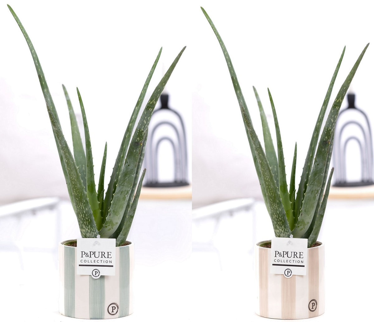 Aloe vera 40cm 12cm Pot