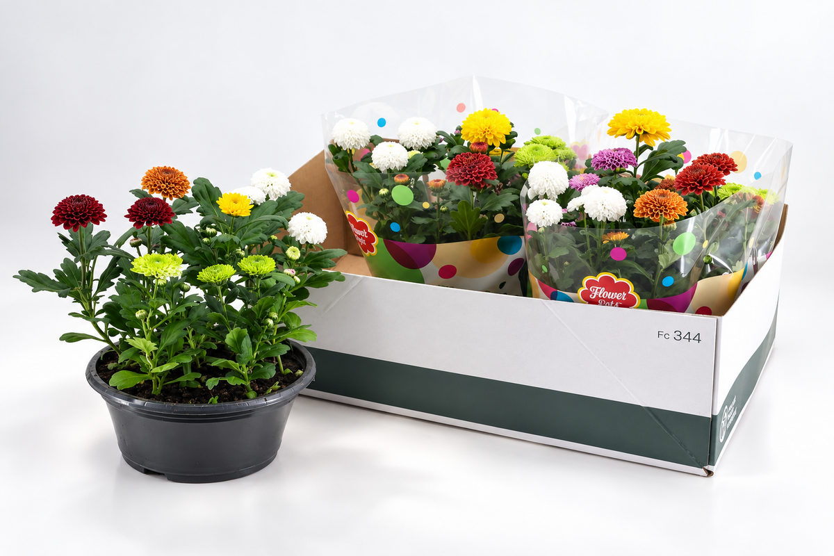Chrysanthemum Flowerpops carnaval 25cm 23cm Pot