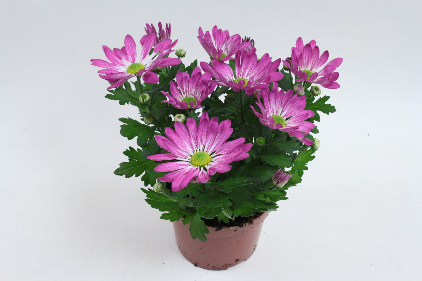 Chrysanthemum Rainbow Rosy 20cm 12cm Pot