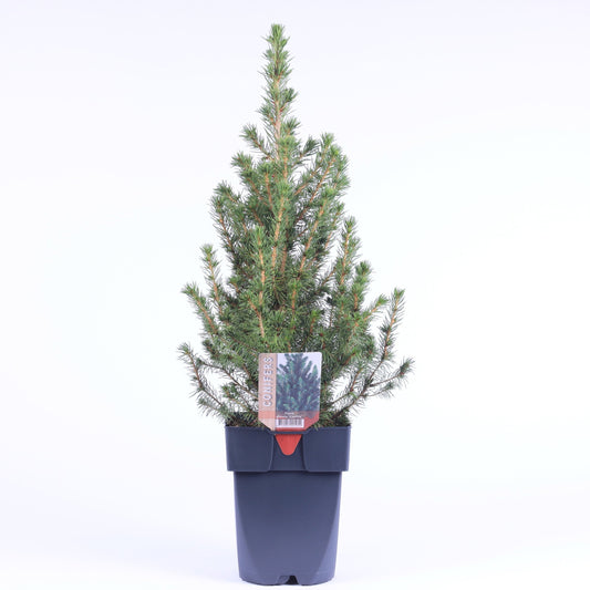 Picea glauca Conica 65cm 17cm Pot