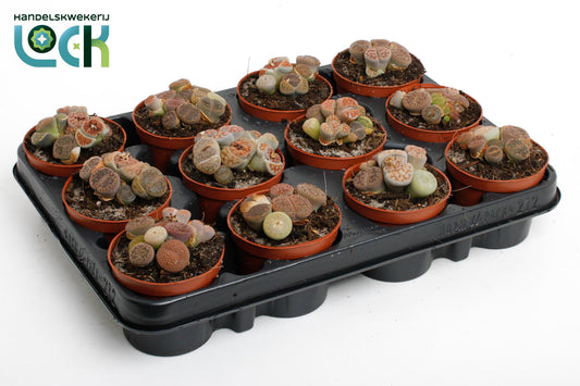 Lithops species mix 10cm Special Pot (508)