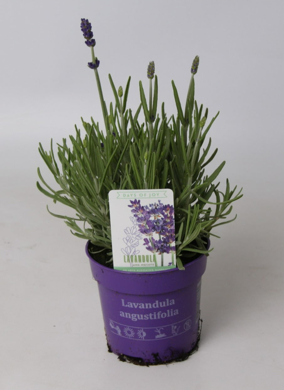 Lavandula Hidcote 26cm 510cm Pot