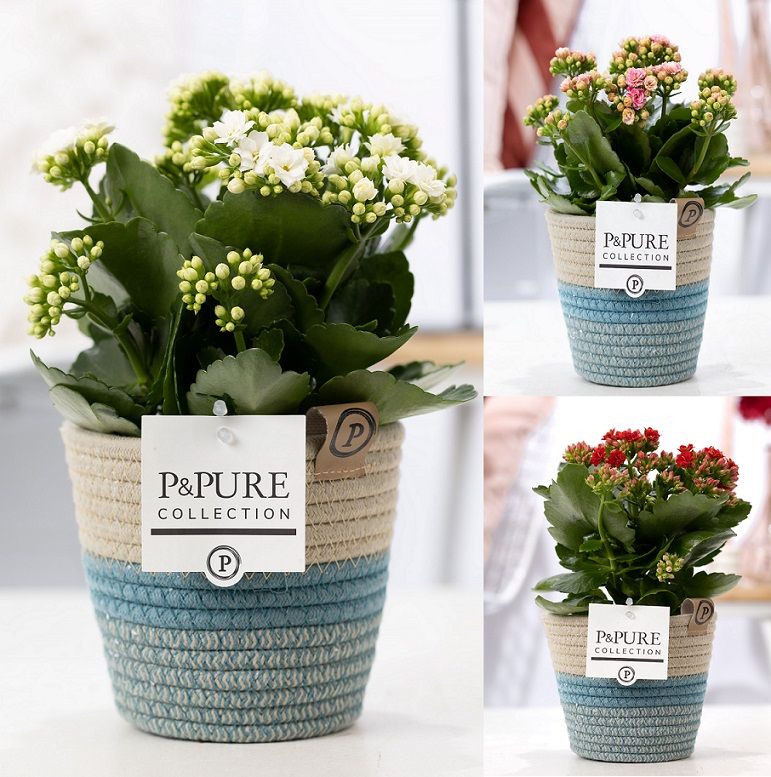 Kalanchoe Rosalina mix 27cm 12cm Pot