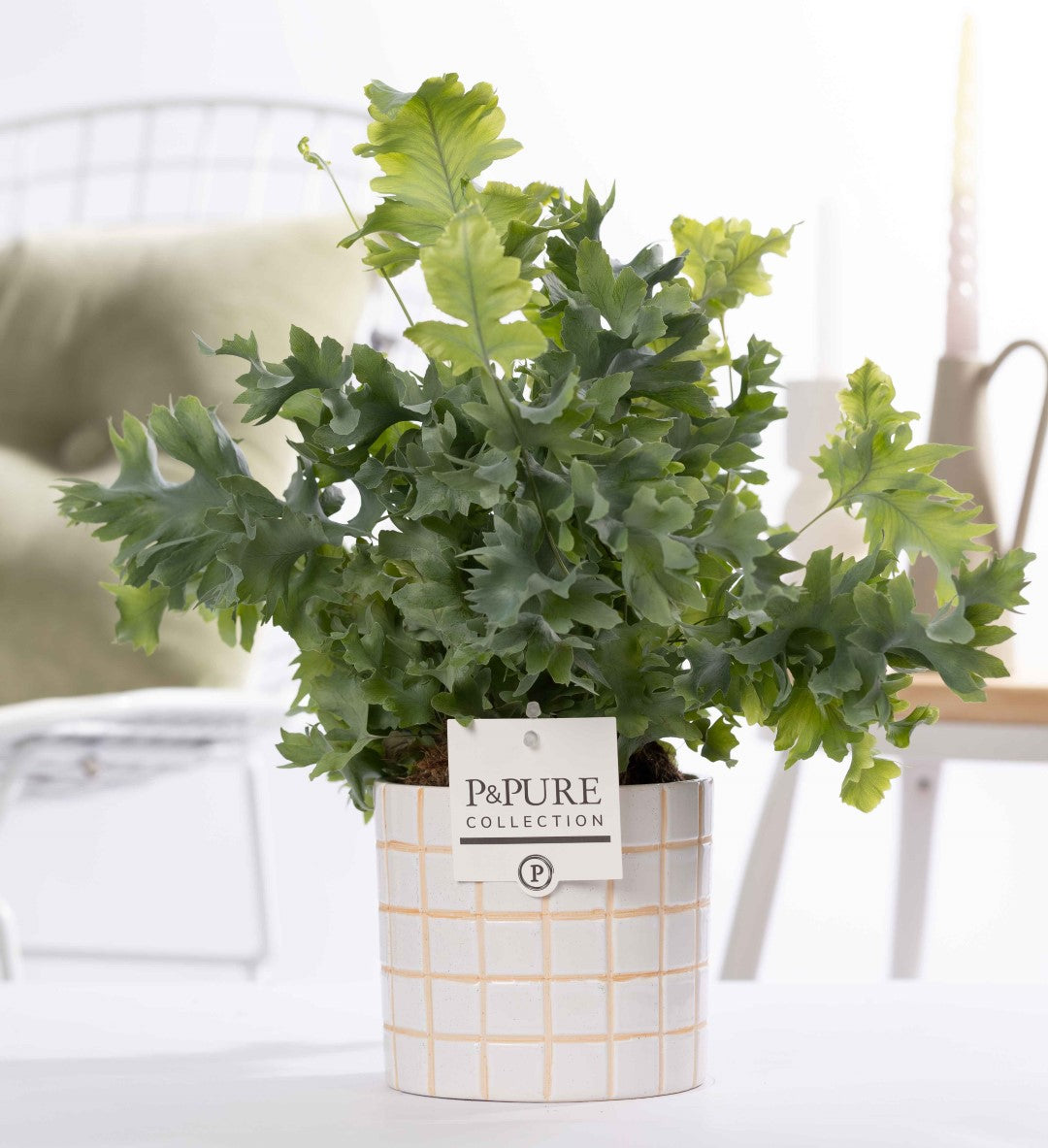 Phlebodium Davana 35cm 12cm Pot