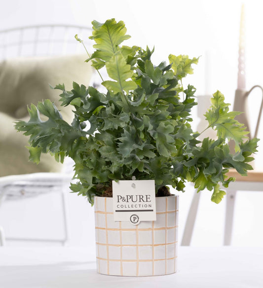 Phlebodium Davana 35cm 12cm Pot