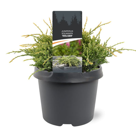 Juniperus Holger 25cm 19cm Pot