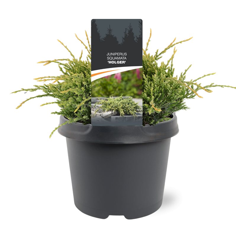 Juniperus Holger 25cm 19cm Pot
