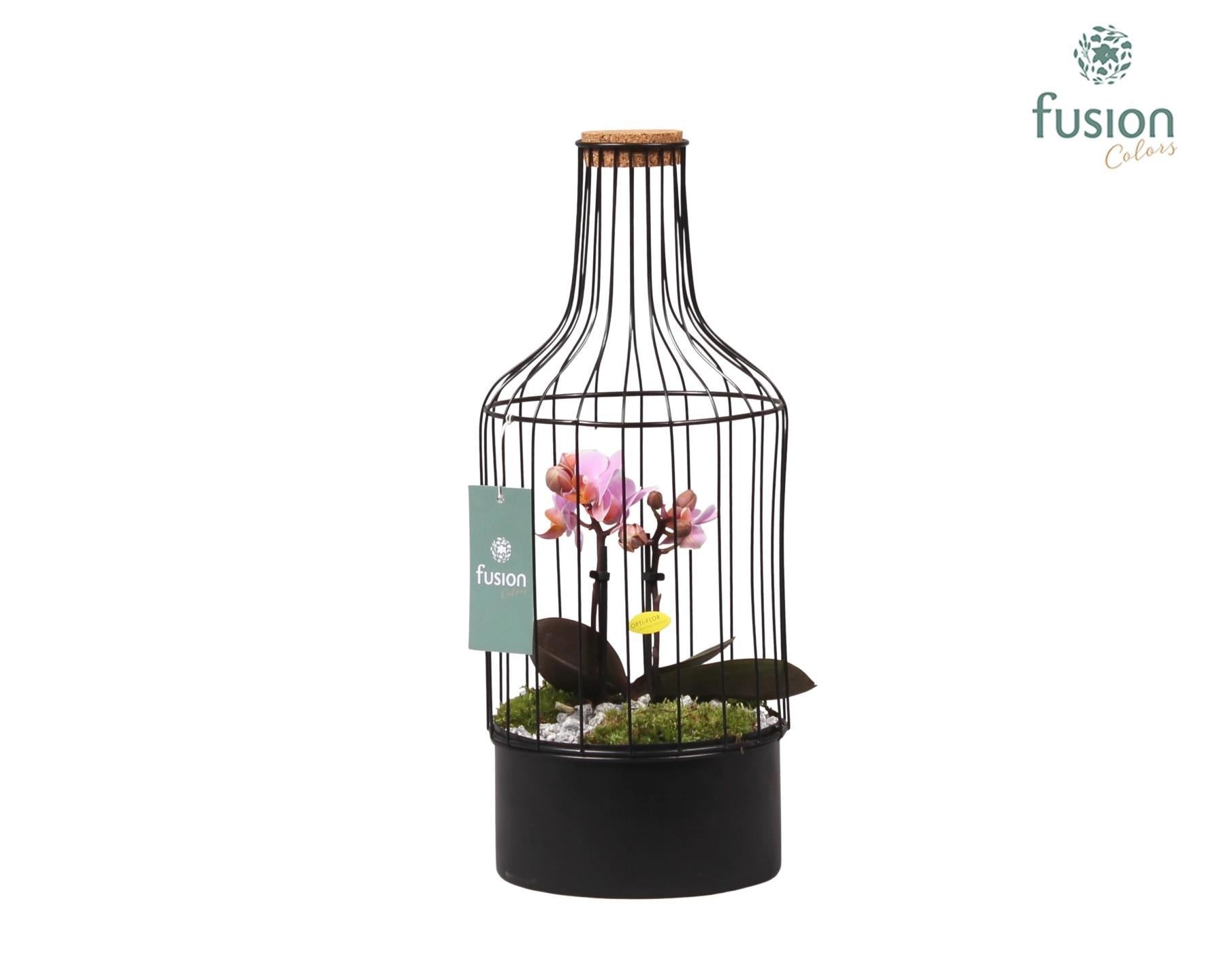 Metalen fles met kurk zwart small met Phalaenopsis 43cm 15cm Pot