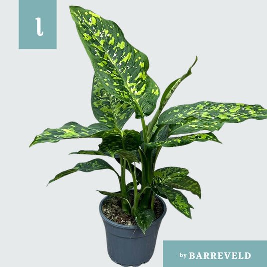 Dieffenbachia Super Tropic 60cm 17cm Pot