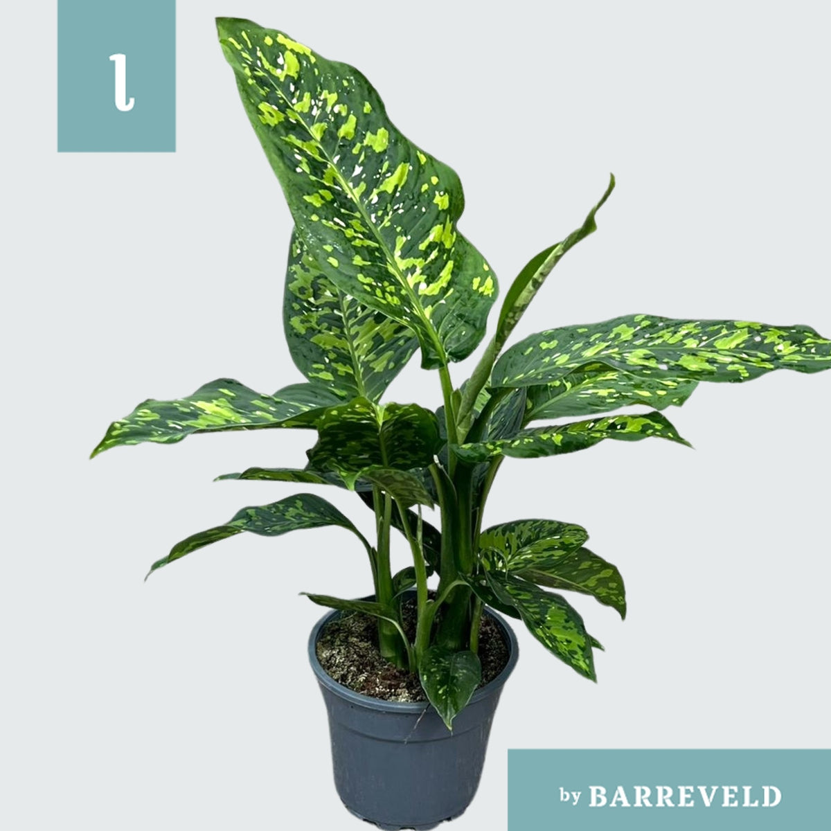 Dieffenbachia Spotty 60cm 17cm Pot