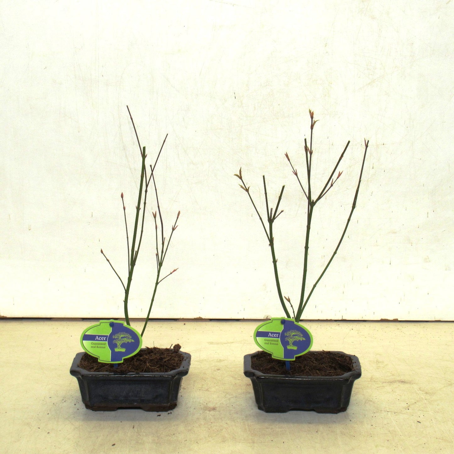 Acer Orange Dream 30cm 16cm Pot