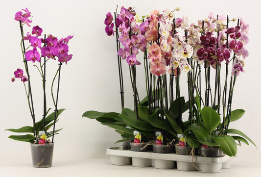Phalaenopsis mix 65cm 12cm Pot