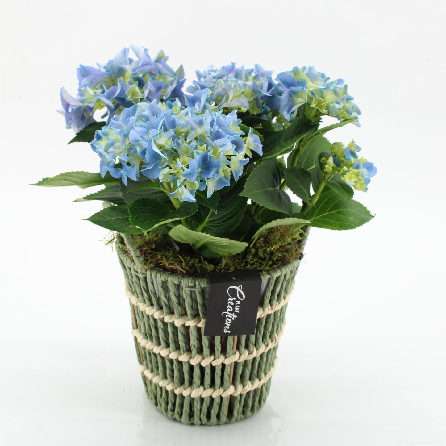 KHCR-2601B Hydrangea creations 30cm 16cm Pot