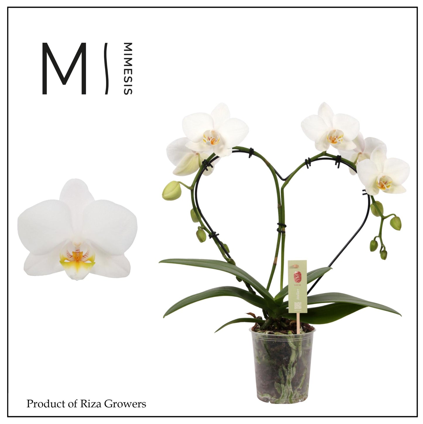 Riza Ter Laak Orchios Phalaenopsis white heart shape Pack of 4