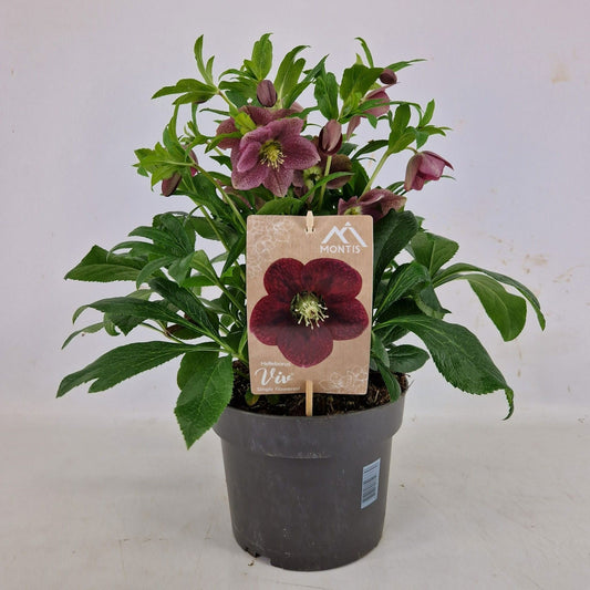 Helleborus orientalis 35cm 19cm Pot