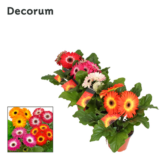 Gerbera twister mix decorum 20cm 12cm Pot