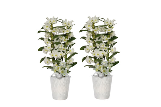 Dendrobium Apollon 50cm 12cm Pot