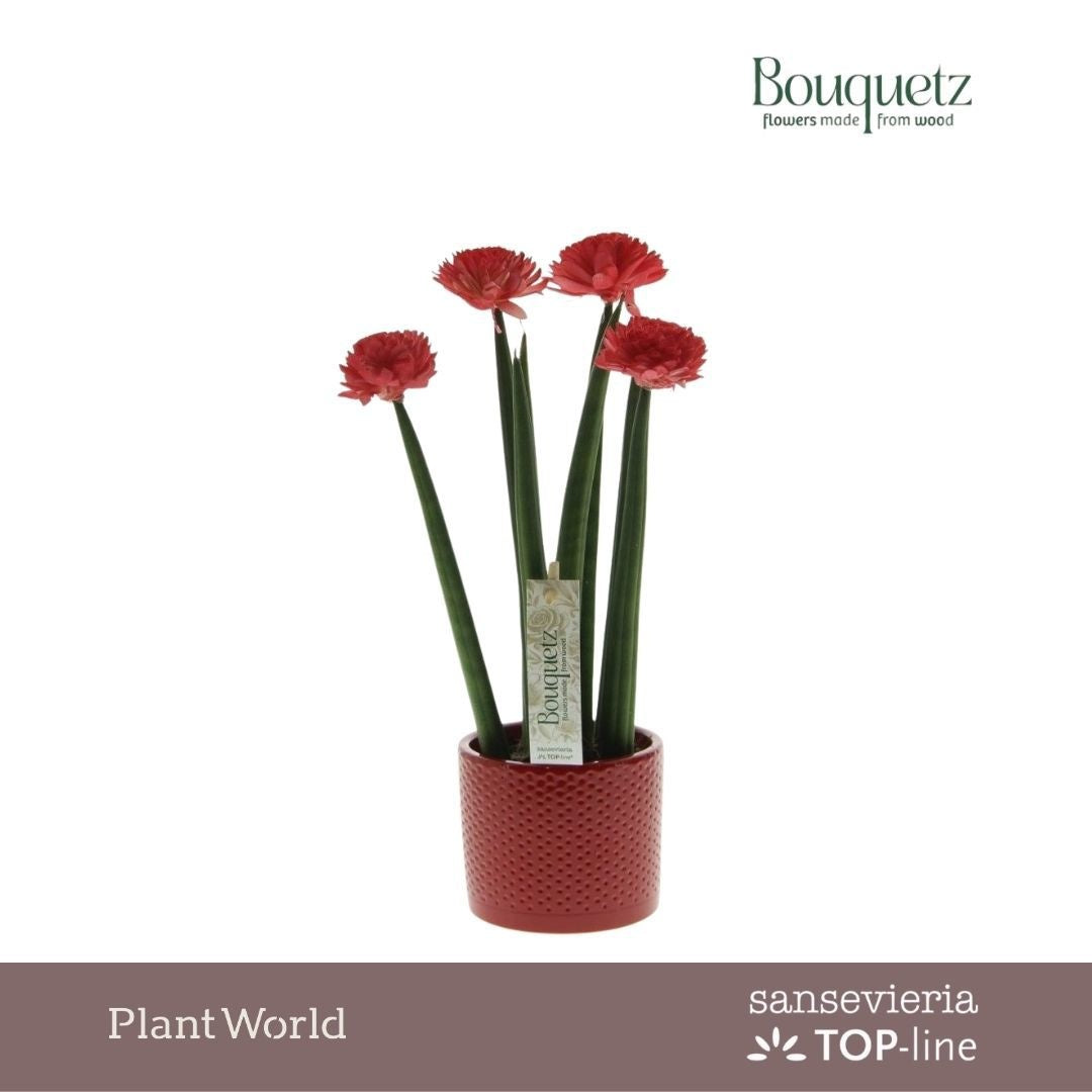 Sansevieria TOP-line Bouquetz 35cm 8.5cm Pot