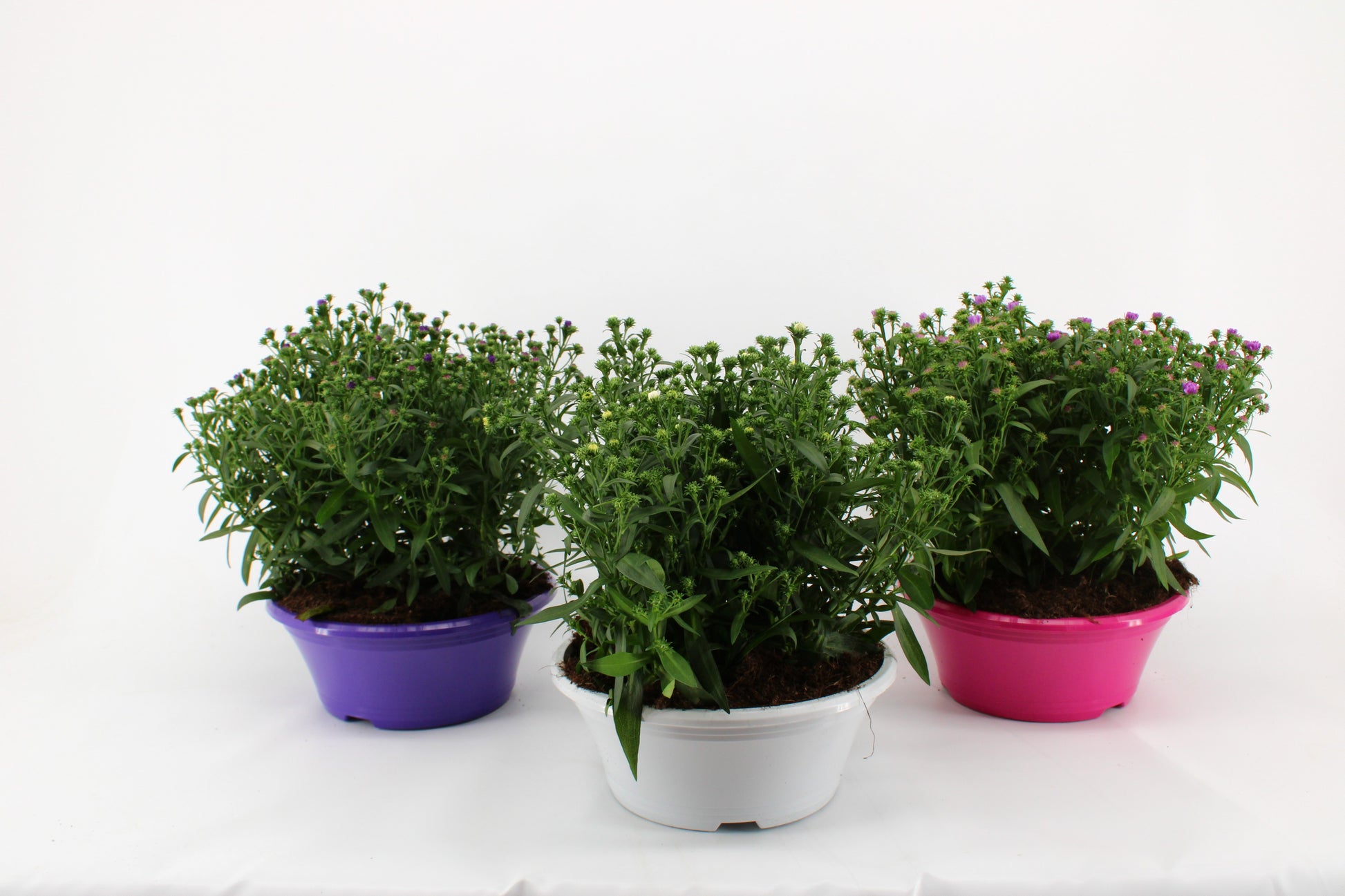 Aster Magic mix 30cm 23cm Pot