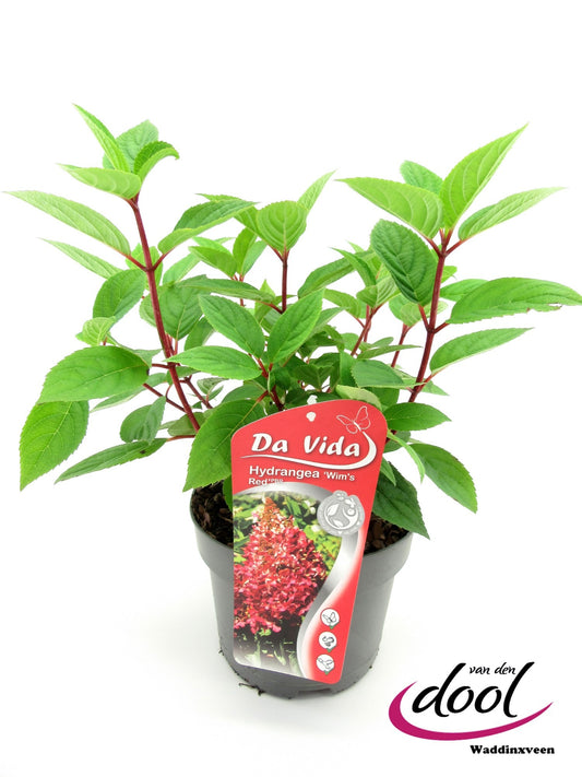 Hydrangea paniculata 40cm 19cm Pot