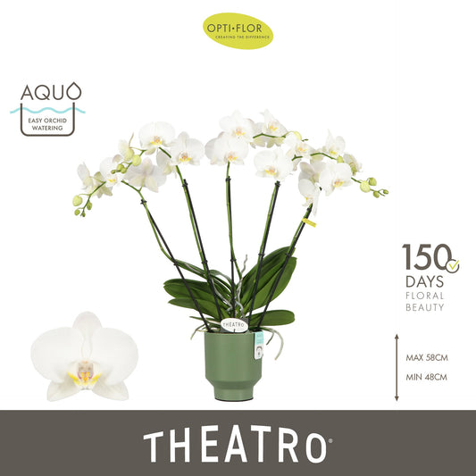 Phalaenopsis white 60cm 12cm Pot