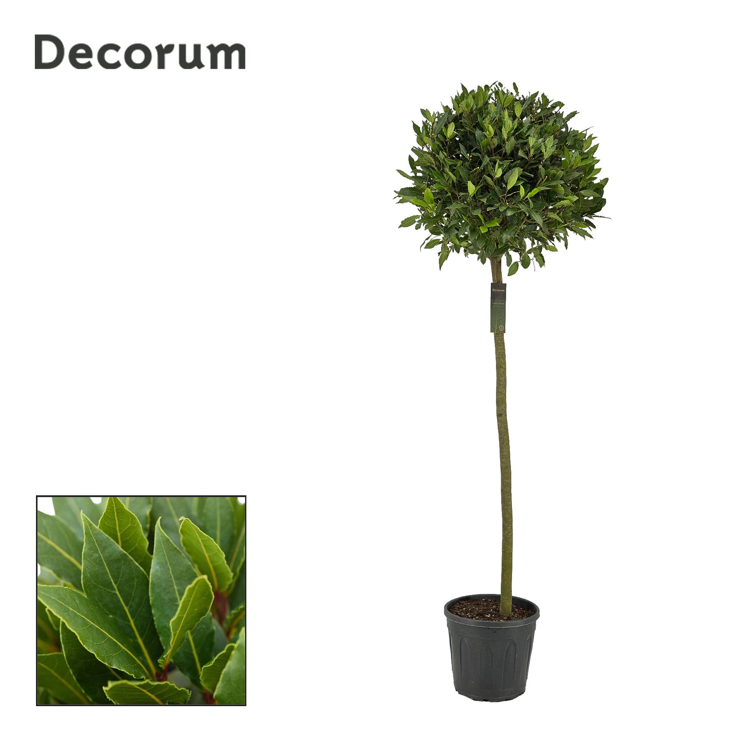 Laurus nobilis 200cm 30cm Pot