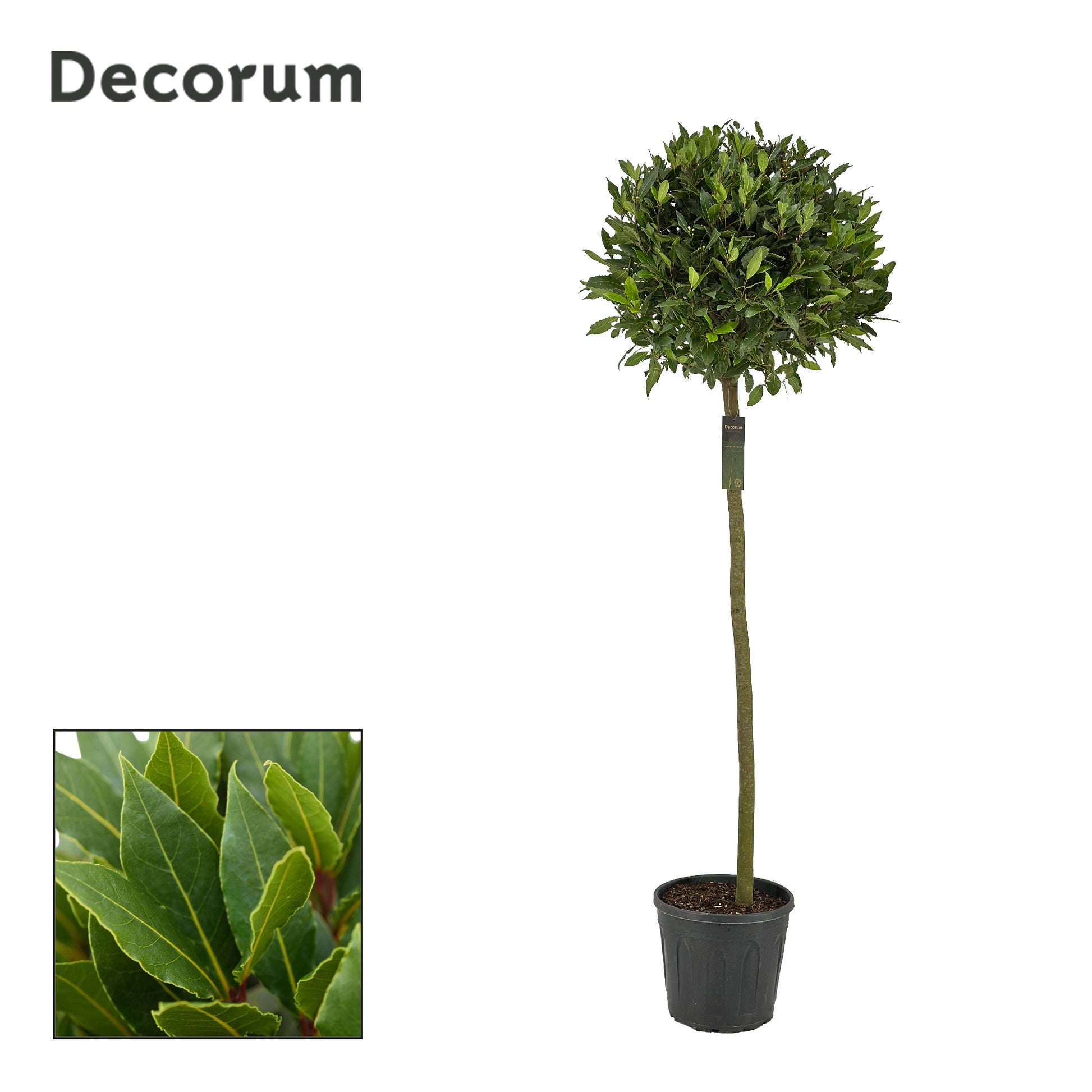 Laurus nobilis 200cm 30cm Pot