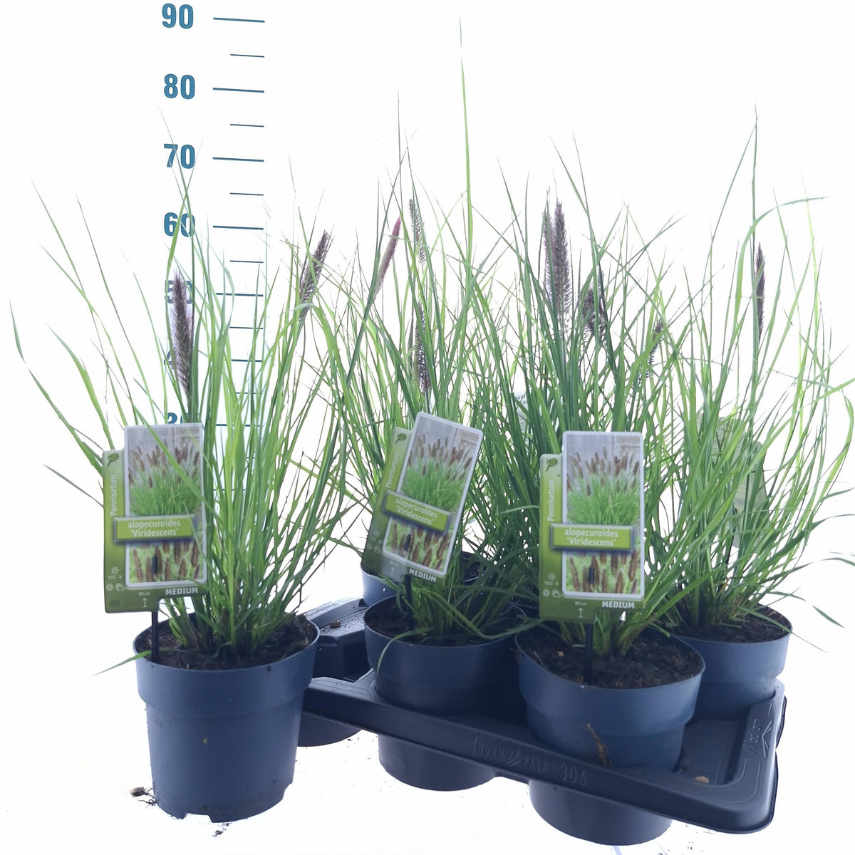 Pennisetum Viridescens 55cm 17cm Pot