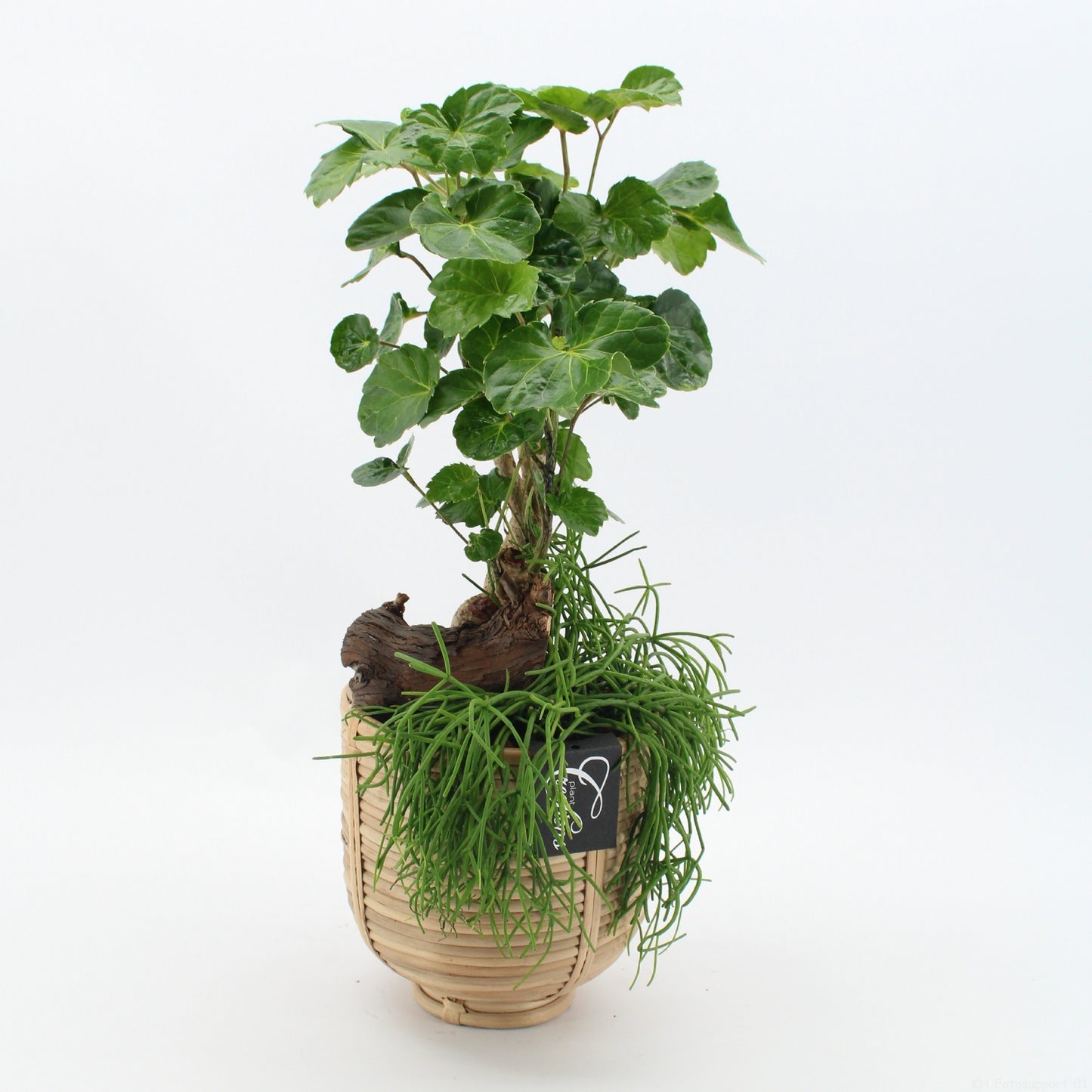 Indoor green arrangement 45cm 16cm Pot
