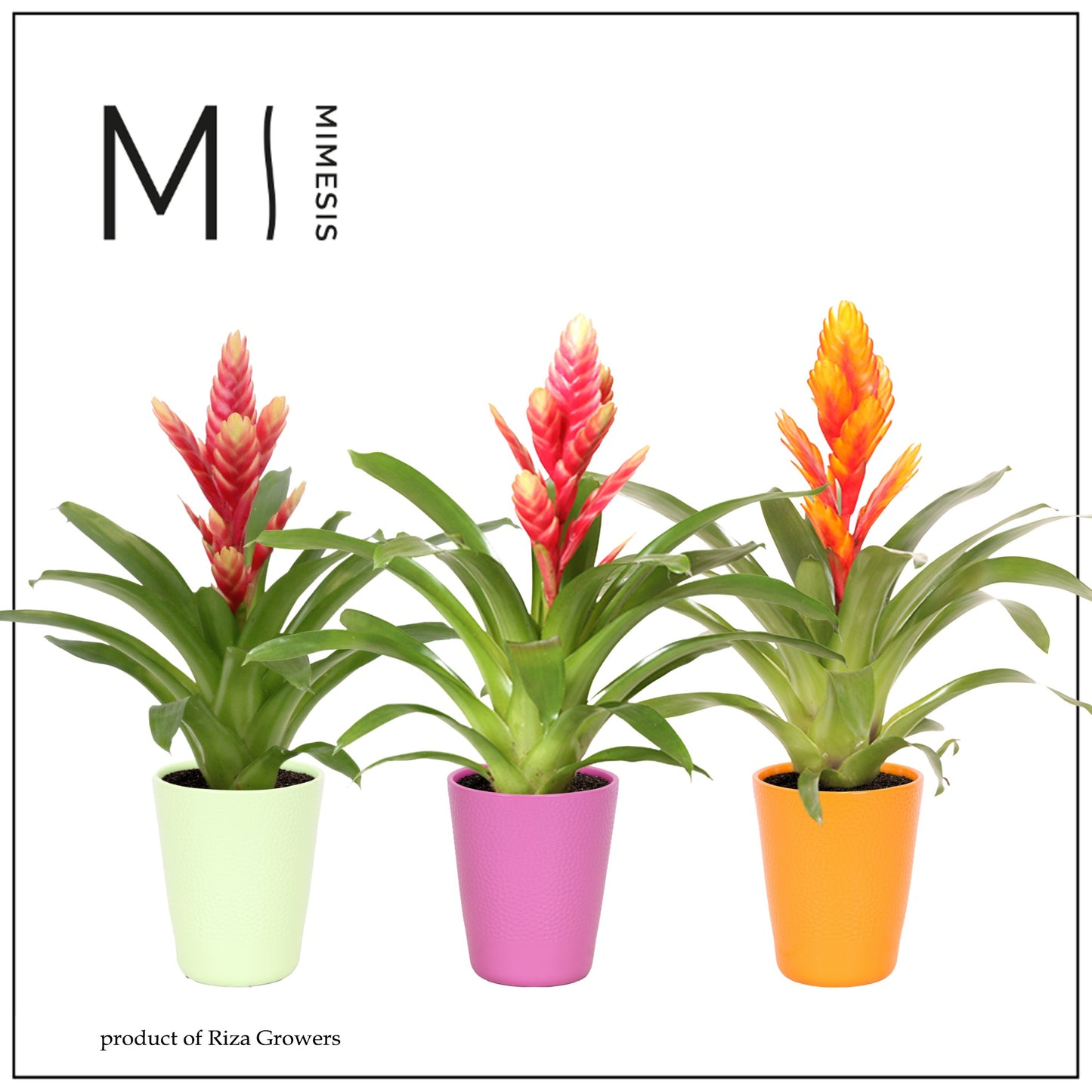 Vriesea mix 45cm 12cm Pot