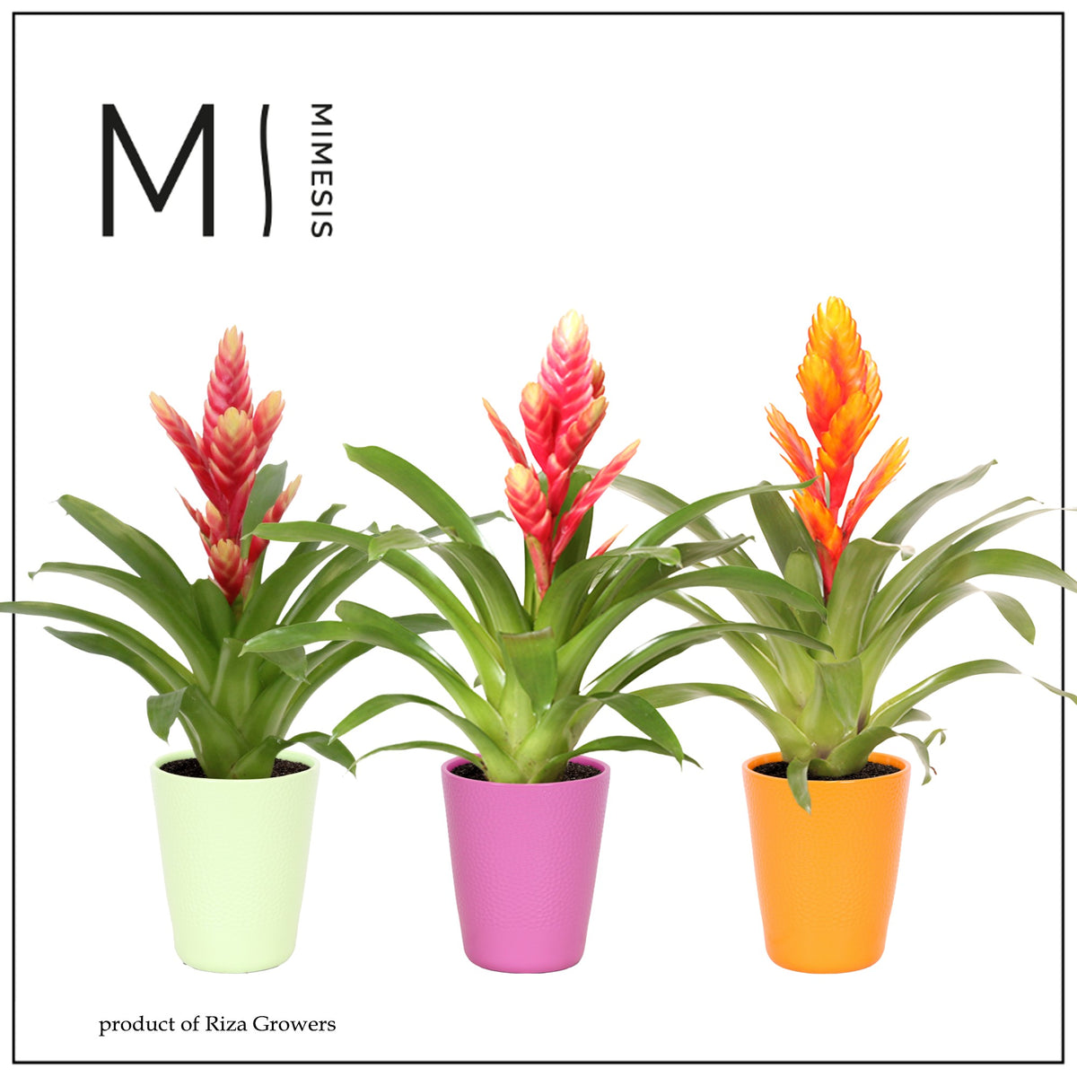 Vriesea mix 45cm 12cm Pot