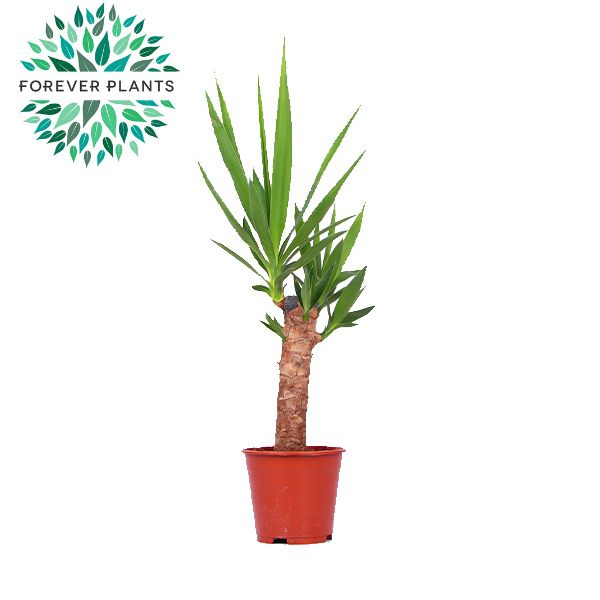 Yucca elephantipes 60cm 14cm Pot